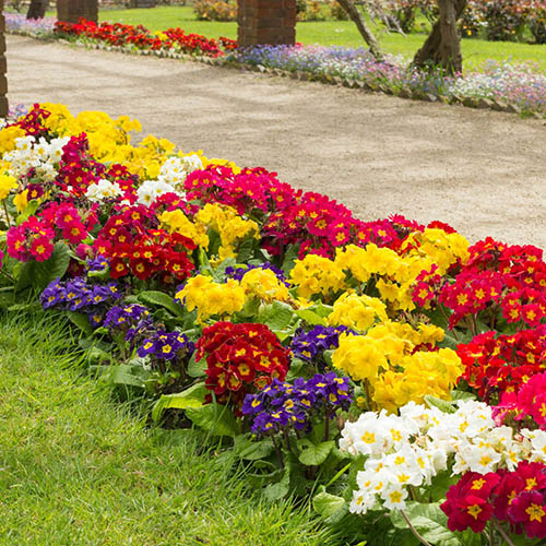 Polyanthus High Seas Mix