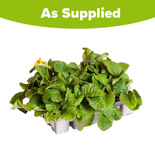 Polyanthus Spring Fever Mix