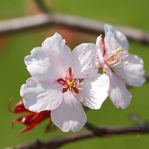 Japanese Blossom Cherry Prunus Kojo-no-Mai Japanese Blossom Cherry Prunus Kojo-no-Mai