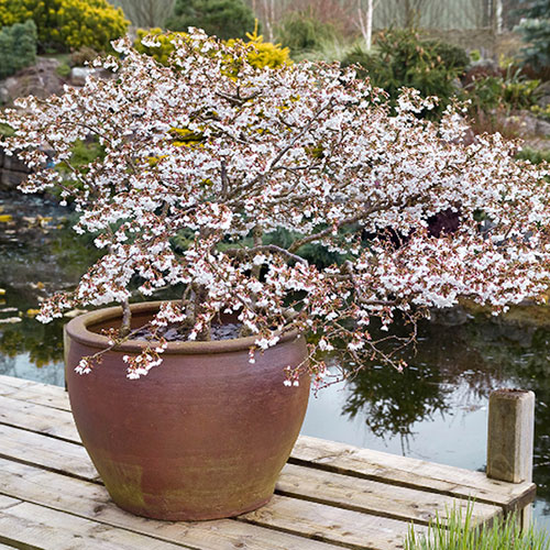 Japanese Blossom Cherry Prunus Kojo-no-Mai Japanese Blossom Cherry Prunus Kojo-no-Mai