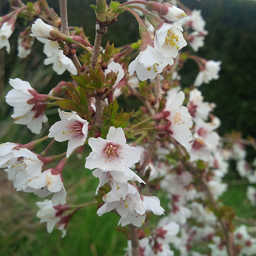 Japanese Blossom Cherry Prunus Kojo-no-Mai Japanese Blossom Cherry Prunus Kojo-no-Mai