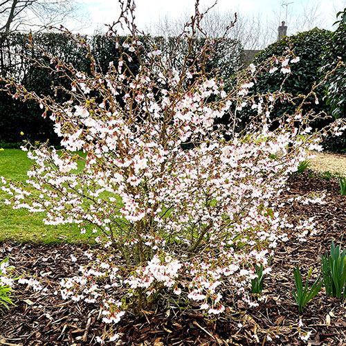 Japanese Blossom Cherry Prunus Kojo-no-Mai Japanese Blossom Cherry Prunus Kojo-no-Mai