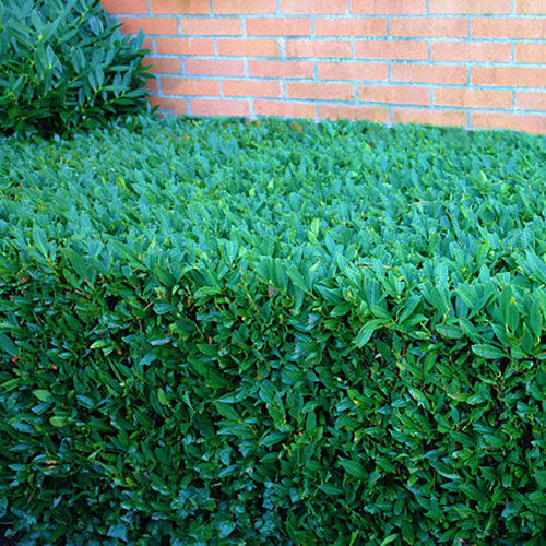 Cherry Laurel - Prunus laurocerasus