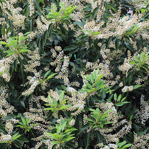Portuguese Laurel Portuguese Laurel