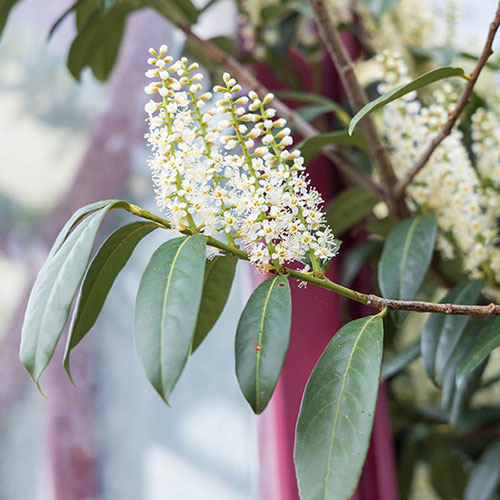 Portuguese Laurel Portuguese Laurel