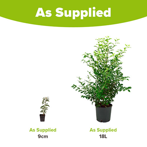 Portuguese Laurel Portuguese Laurel