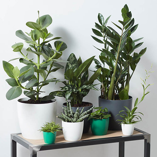 Elho Houseplant Pot Cover Anthracite