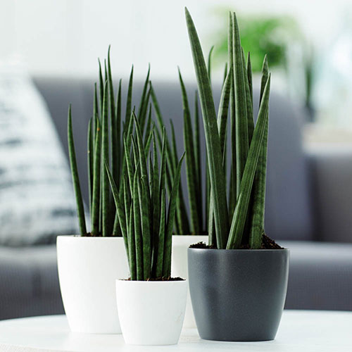 Elho Houseplant Pot Cover Anthracite