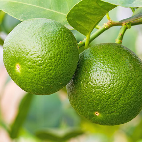 Citrus Lime Tree with Fruit