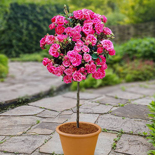 Patio Standard Pink Rose Patio Standard Pink Rose