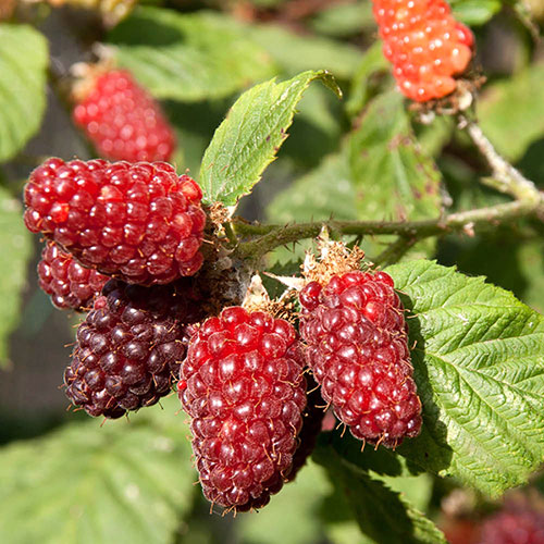 Tayberry