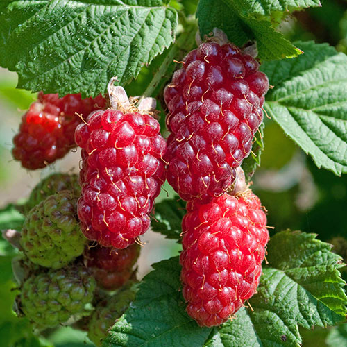 Tayberry