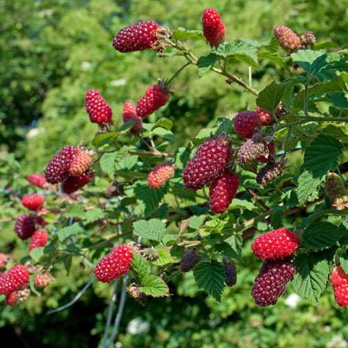 Tayberry