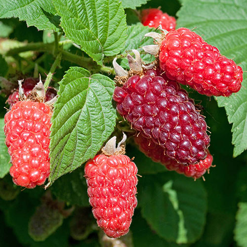 Tayberry