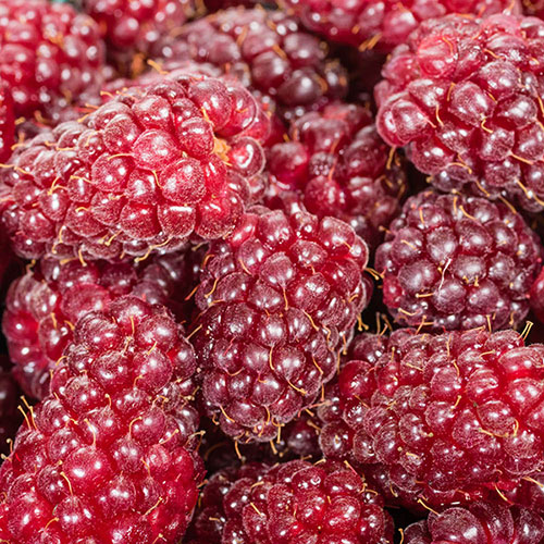 Tayberry