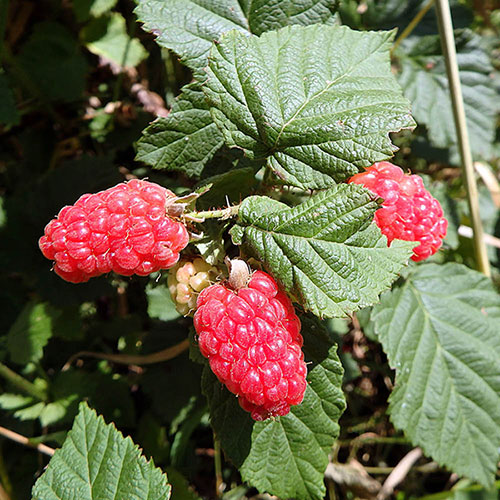 Tayberry