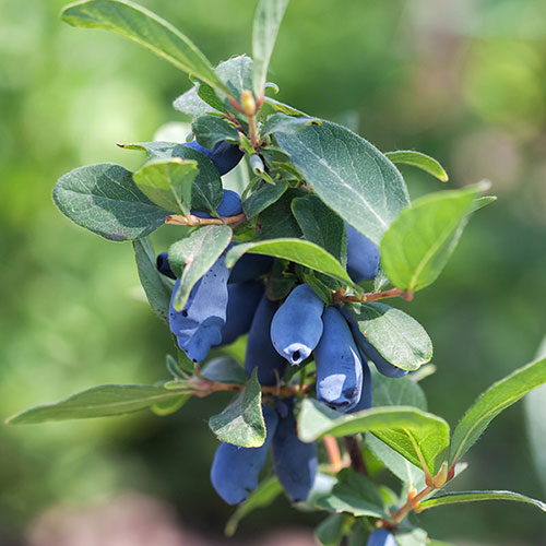 Honeyberry Altaj Honeyberry Altaj