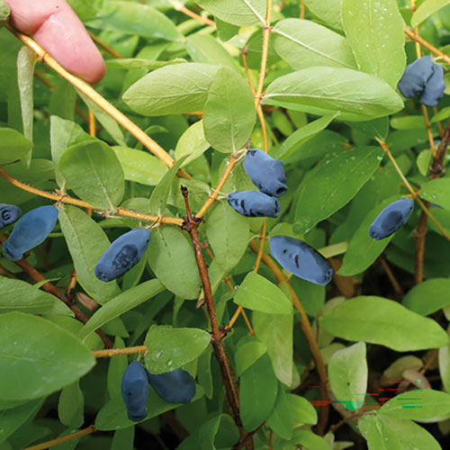 Honeyberry Altaj Honeyberry Altaj