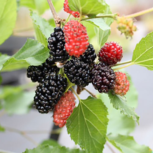 Morus Mojo Berry Standard Trees Morus Mojo Berry Standard Trees