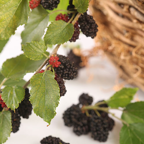 Morus Mojo Berry Standard Trees Morus Mojo Berry Standard Trees