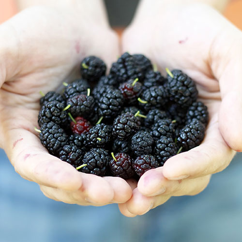 Morus Mojo Berry Standard Trees Morus Mojo Berry Standard Trees