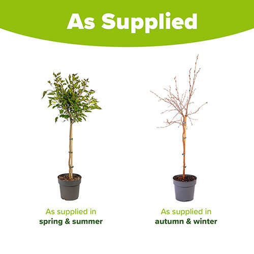 Morus Mojo Berry Standard Trees Morus Mojo Berry Standard Trees