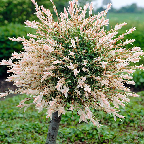 Flamingo Willow Salix Hakuro-nishiki Standard Tree