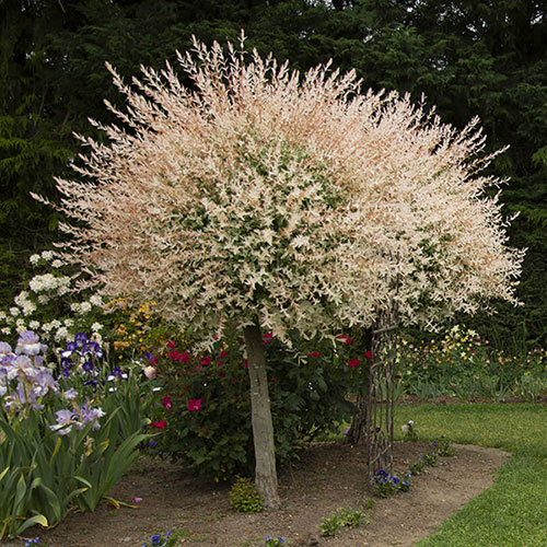 Flamingo Willow Salix Hakuro-nishiki Standard Tree