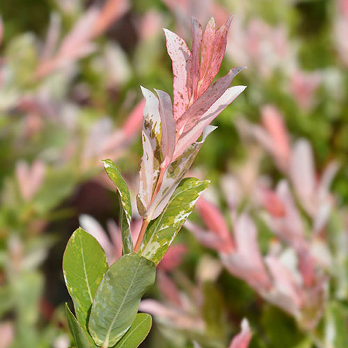Flamingo Willow Salix Hakuro-nishiki Standard Tree
