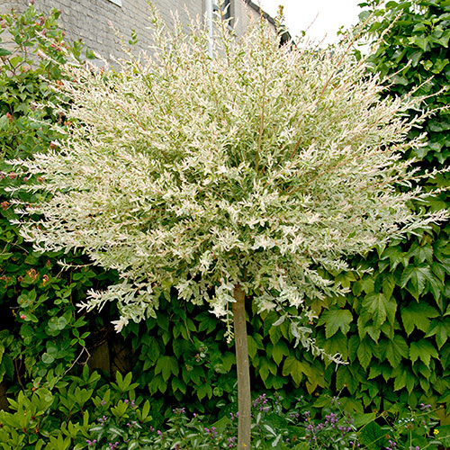 Flamingo Willow Salix Hakuro-nishiki Standard Tree