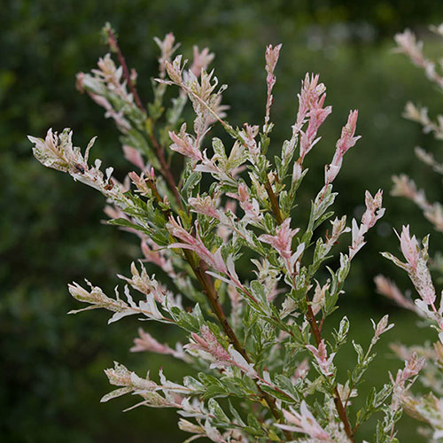 Flamingo Willow Salix Hakuro-nishiki Standard Tree