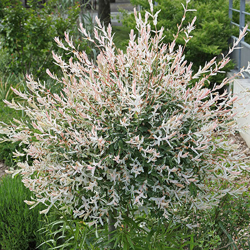 Flamingo Willow Salix Hakuro-nishiki Standard Tree