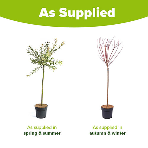 Flamingo Willow Salix Hakuro-nishiki Standard Tree