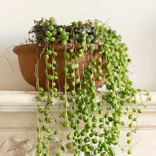 String of Beads Houseplant String of Beads Houseplant