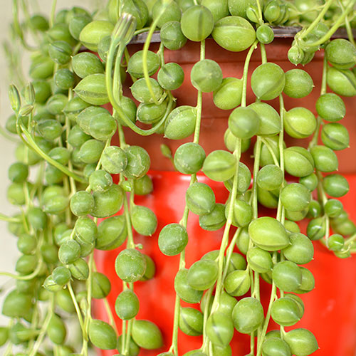 String of Beads Houseplant String of Beads Houseplant