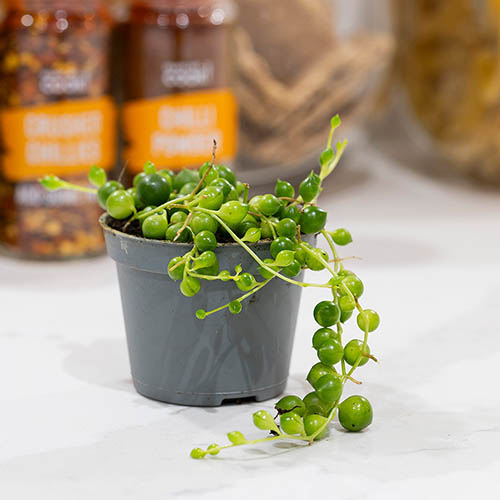 String of Beads Houseplant String of Beads Houseplant