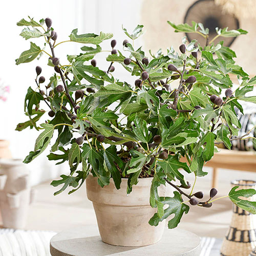 Ficus Little Miss Figgy Ficus Little Miss Figgy