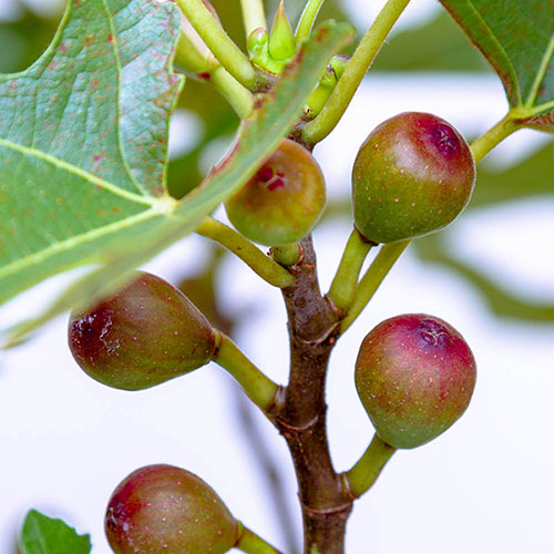 Ficus Little Miss Figgy Ficus Little Miss Figgy