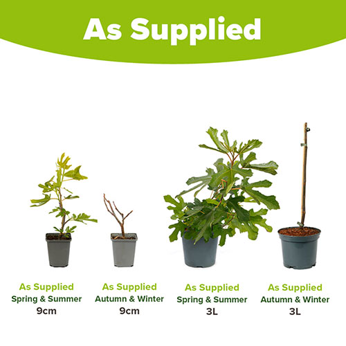 Ficus Little Miss Figgy Ficus Little Miss Figgy