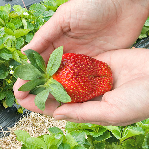 Strawberry Sweet Colossus