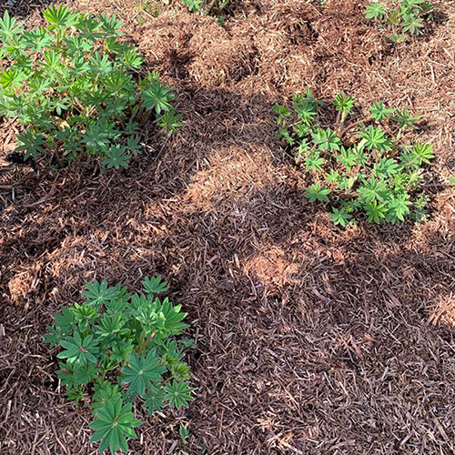 Strulch Mineralised Straw Garden Mulch