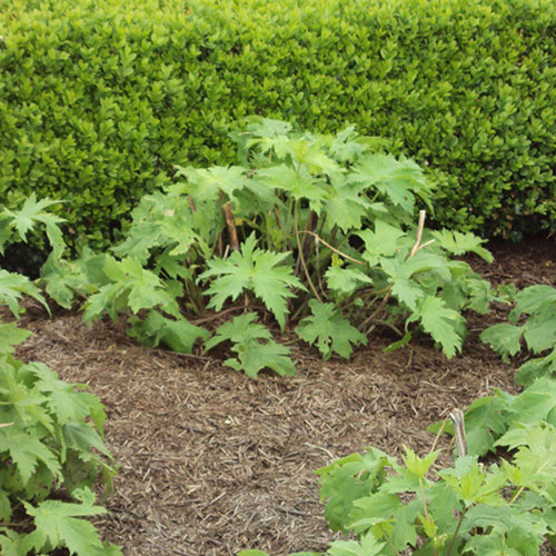 Strulch Mineralised Straw Garden Mulch