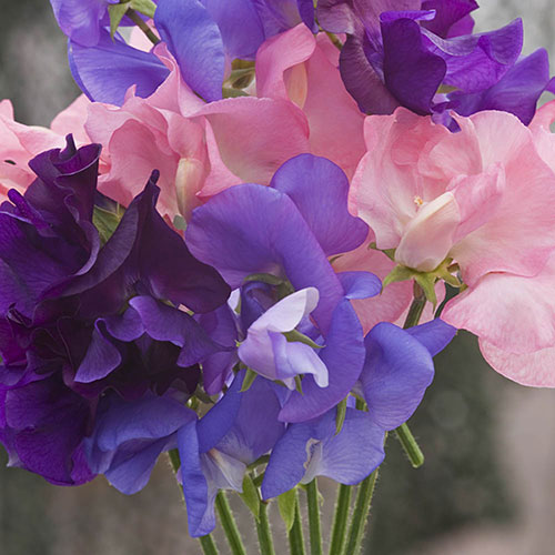 Sweet Pea Cut Flower Mix 
