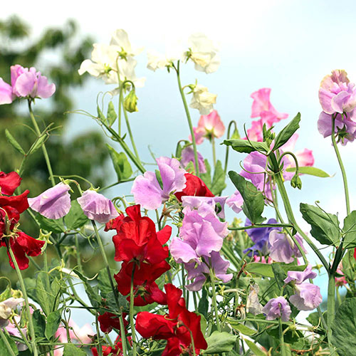 Fragrant Sweet Pea Cut Flowers Fragrant Sweet Pea Cut Flowers
