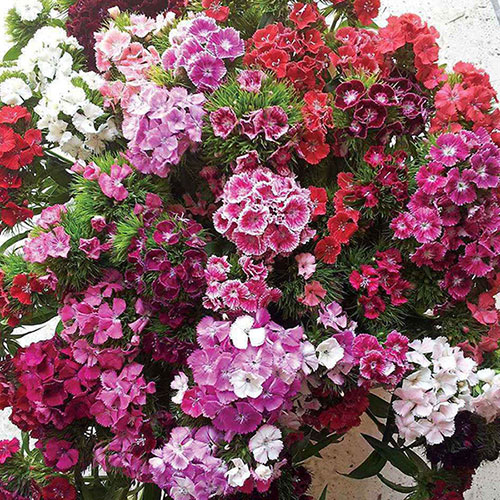 Sweet William Vesuvio Sweet William Vesuvio