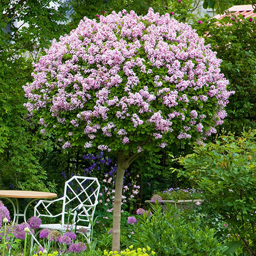 Lilac Palibin Standard Lilac Palibin Standard