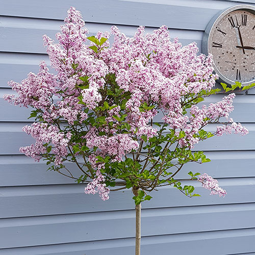 Lilac Palibin Standard Lilac Palibin Standard