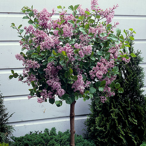 Lilac Palibin Standard Lilac Palibin Standard