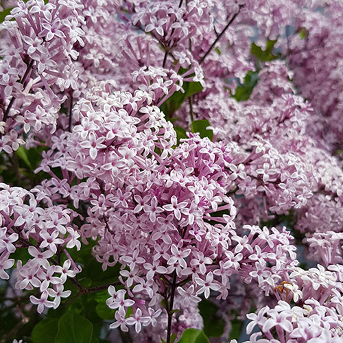 Lilac Palibin Standard Lilac Palibin Standard
