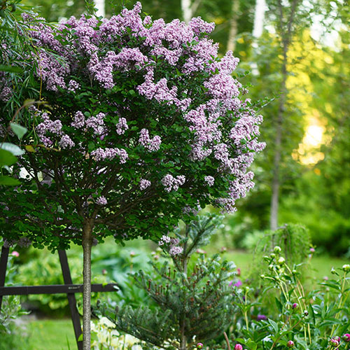 Lilac Palibin Standard Lilac Palibin Standard